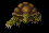 TortugaDomable.gif