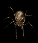 Araña parda.gif
