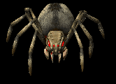 Tarántula.gif