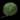 Lino.png